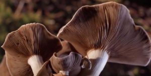 Fantastic Fungi The Avalon Theatre Project Inc