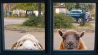 The Sheep Detectives