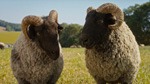 The Sheep Detectives